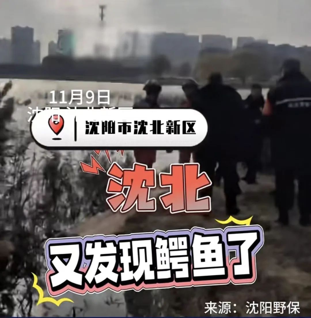 鳄鱼警报!沈阳此地再次发现鳄鱼!正在搜寻中…… 鳄鱼警报!沈阳此地再次发现鳄鱼!正在搜寻中……