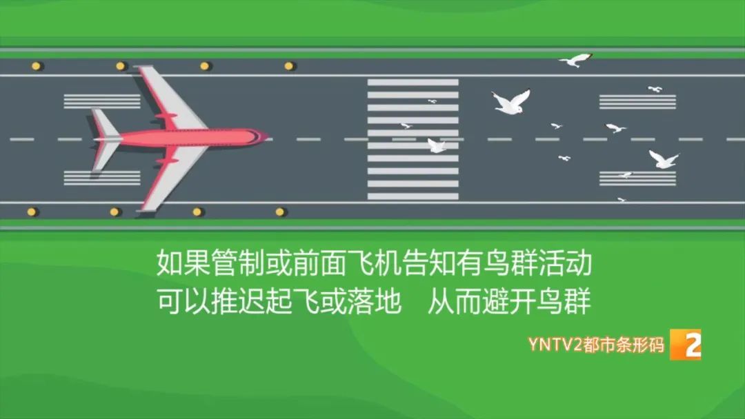 堪比一颗炮弹！飞机遭遇鸟击延误近6小时