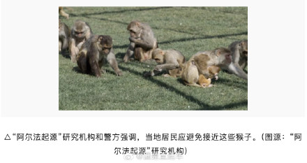 美国43只出逃实验猴捉回一只 其他猴还在附近“蹦跶” 美国43只出逃实验猴捉回一只 其他猴还在附近“蹦跶”