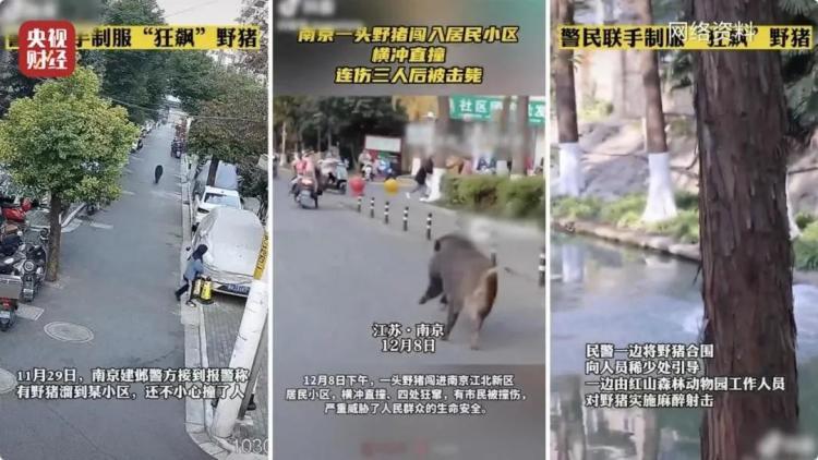 160斤野猪“狂飙”！野猪毁物伤人事件频现 如何治理？