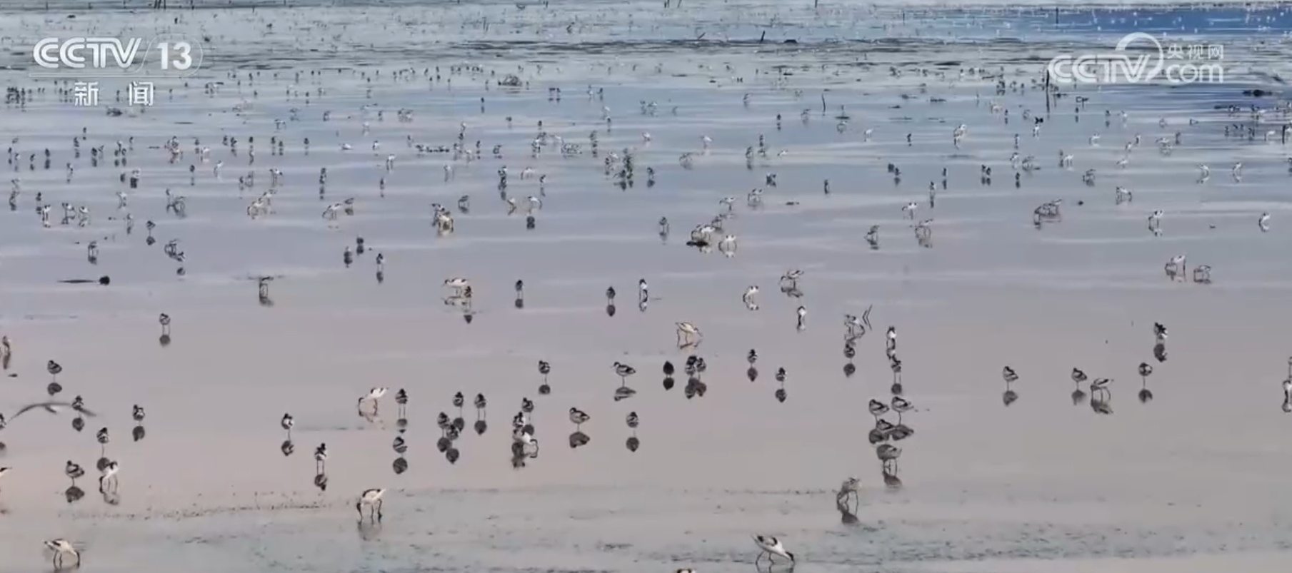 飞鸟、云海、雪山……绝美景观“绘”诗意画卷 厚植高质量发展绿色底色 飞鸟、云海、雪山……绝美景观“绘”诗意画卷 厚植高质量发展绿色底色