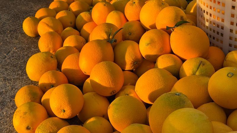 江西兴国：脐橙丰收采摘忙 线上线下销售旺