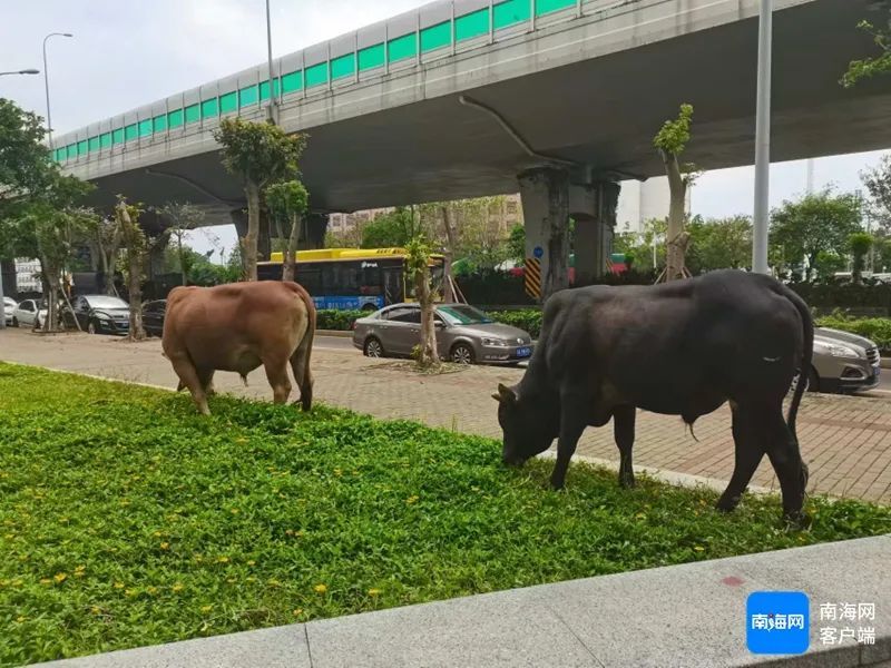 牛群公路上“散步”，吓坏司机！撞到谁负责？谁来管？海口有关部门→