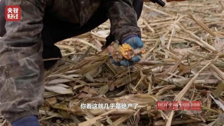 160斤野猪“狂飙”！野猪毁物伤人事件频现 如何治理？