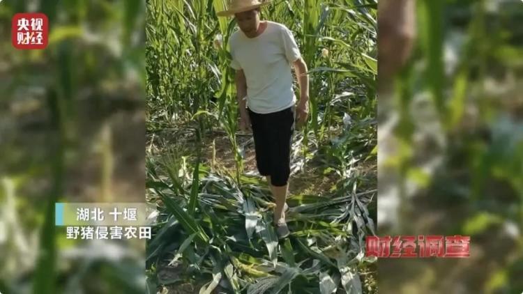 160斤野猪“狂飙”！野猪毁物伤人事件频现 如何治理？