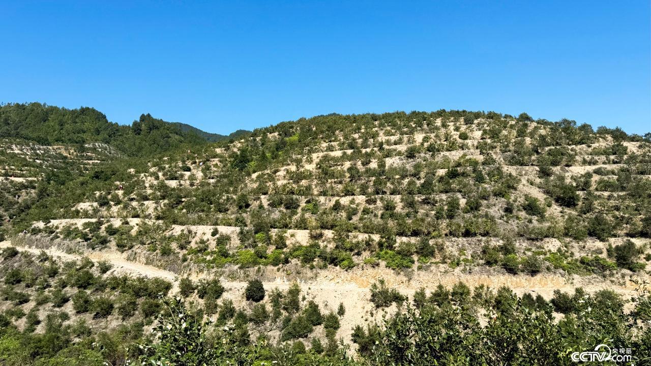 福建永泰:富民兴村“油”盼头 福建永泰:富民兴村“油”盼头