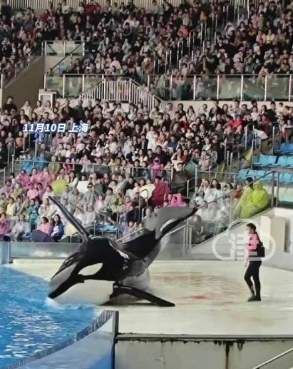 虎鲸受伤流血？刚刚，上海海昌海洋公园回应