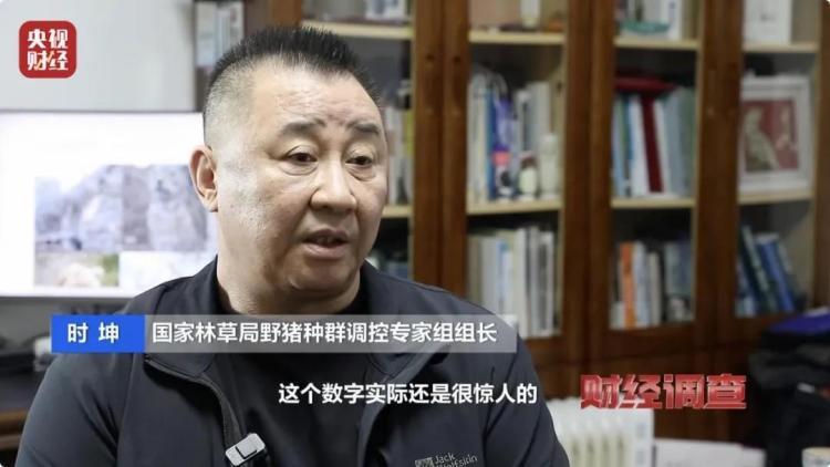 160斤野猪“狂飙”！野猪毁物伤人事件频现 如何治理？