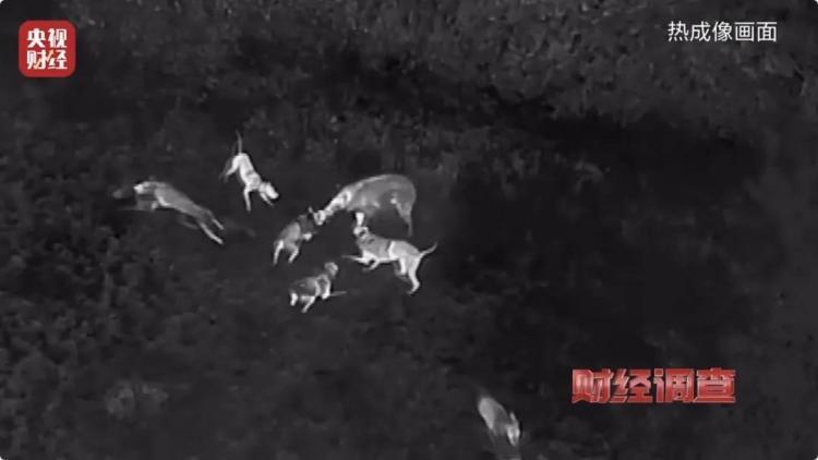 160斤野猪“狂飙”！野猪毁物伤人事件频现 如何治理？