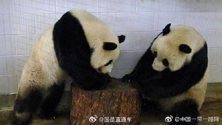 旅澳大熊猫网网和福妮将回国 旅澳大熊猫网网和福妮将回国