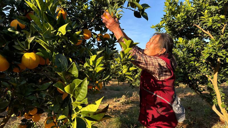 江西兴国：脐橙丰收采摘忙 线上线下销售旺