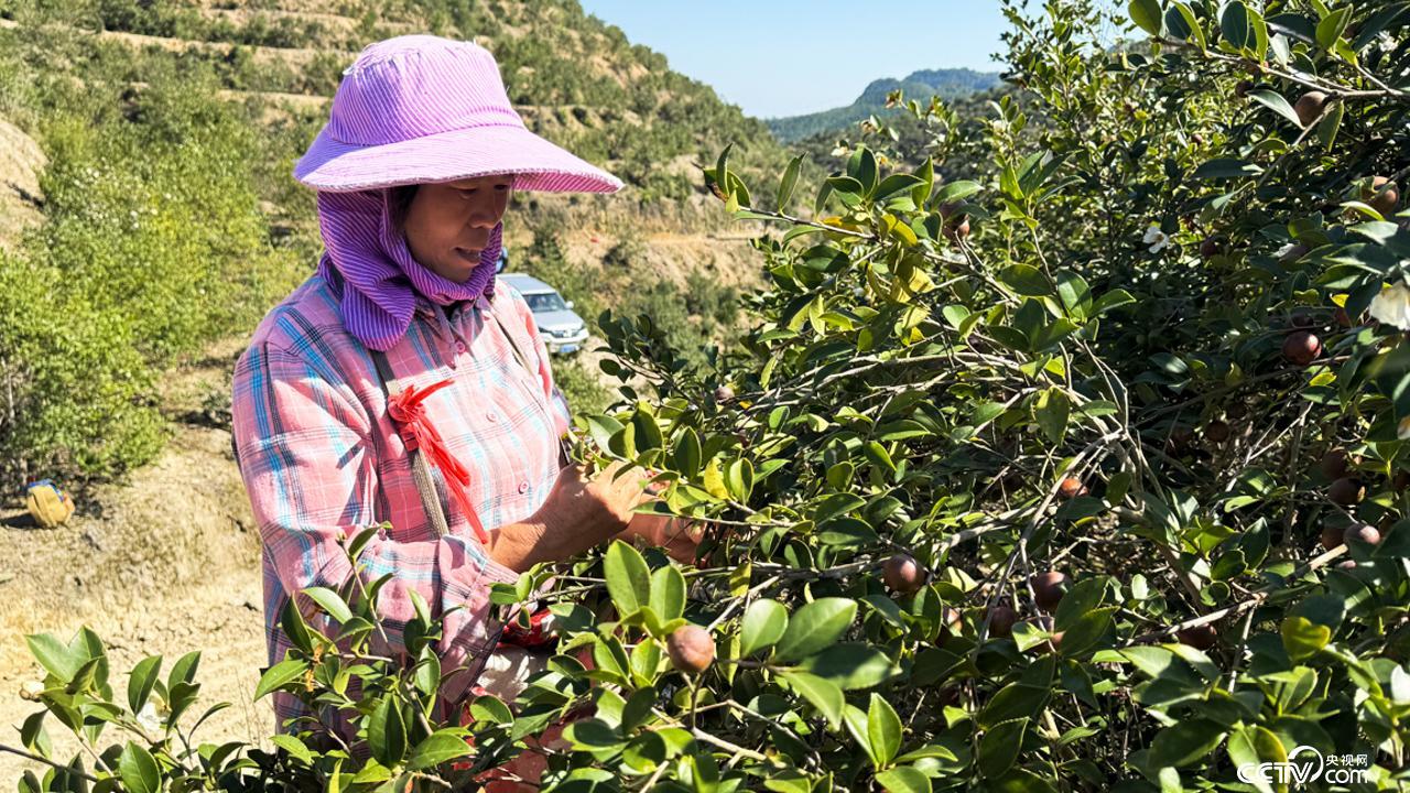福建永泰:富民兴村“油”盼头 福建永泰:富民兴村“油”盼头