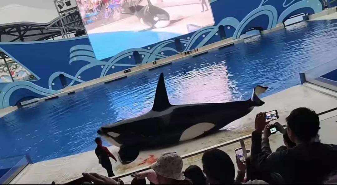 虎鲸受伤流血？刚刚，上海海昌海洋公园回应