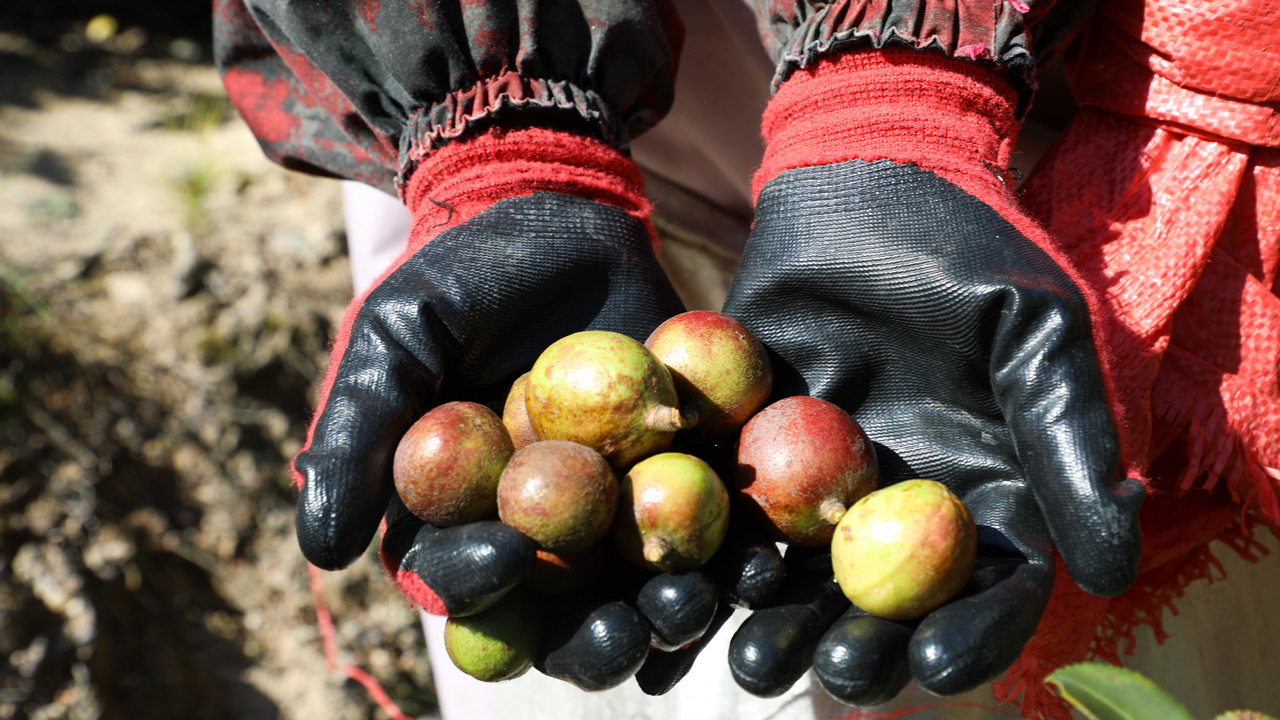 福建永泰:富民兴村“油”盼头 福建永泰:富民兴村“油”盼头
