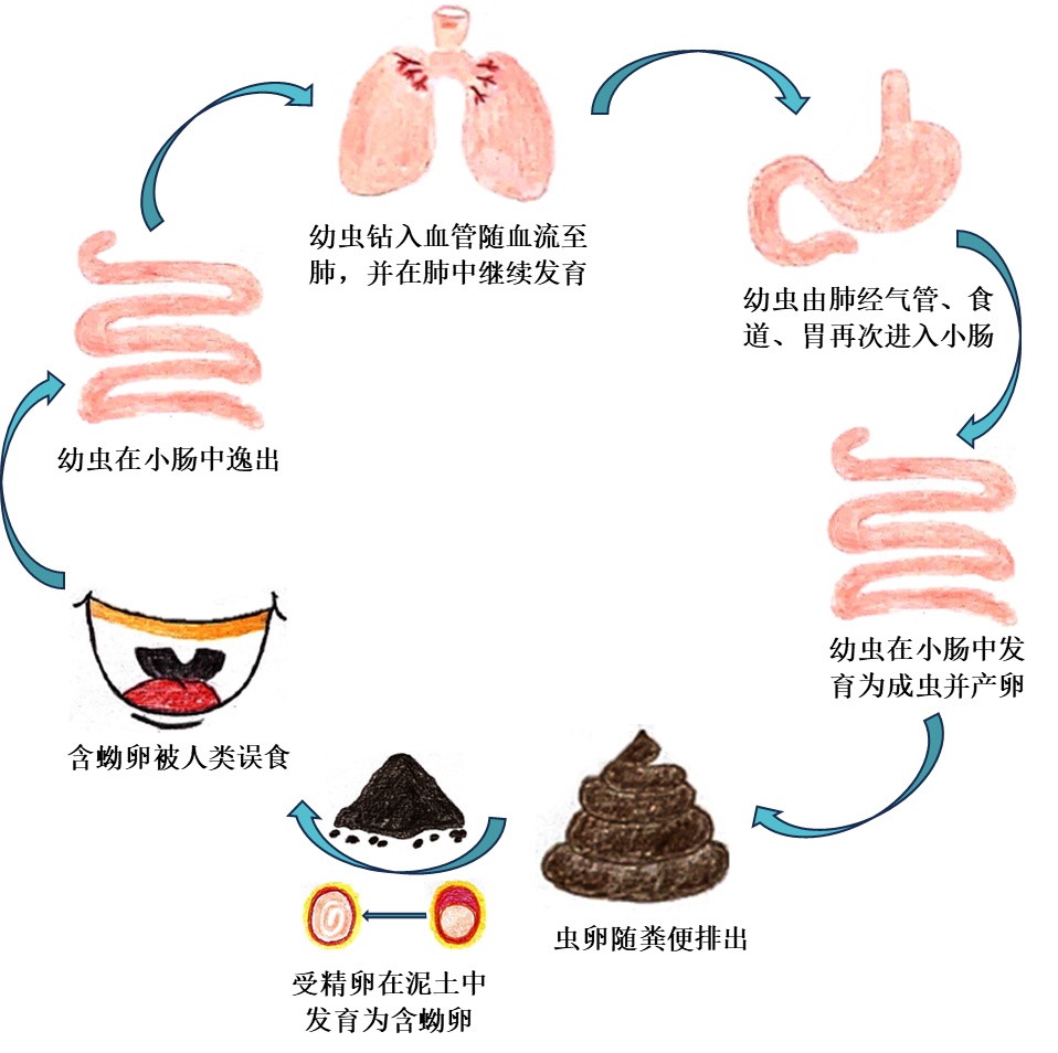 儿时回忆里的宝塔糖，现在还有吗？有了蛔虫怎么办？