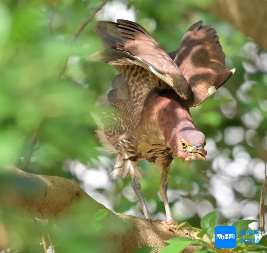 海南首次记录!这个“国家二级保护动物”现身海南侨中校园 海南首次记录!这个“国家二级保护动物”现身海南侨中校园