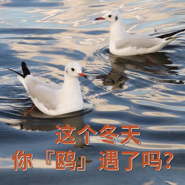红嘴鸥能吃宣威火腿、狗粮吗？这个冬天，你会去“鸥”遇吗？