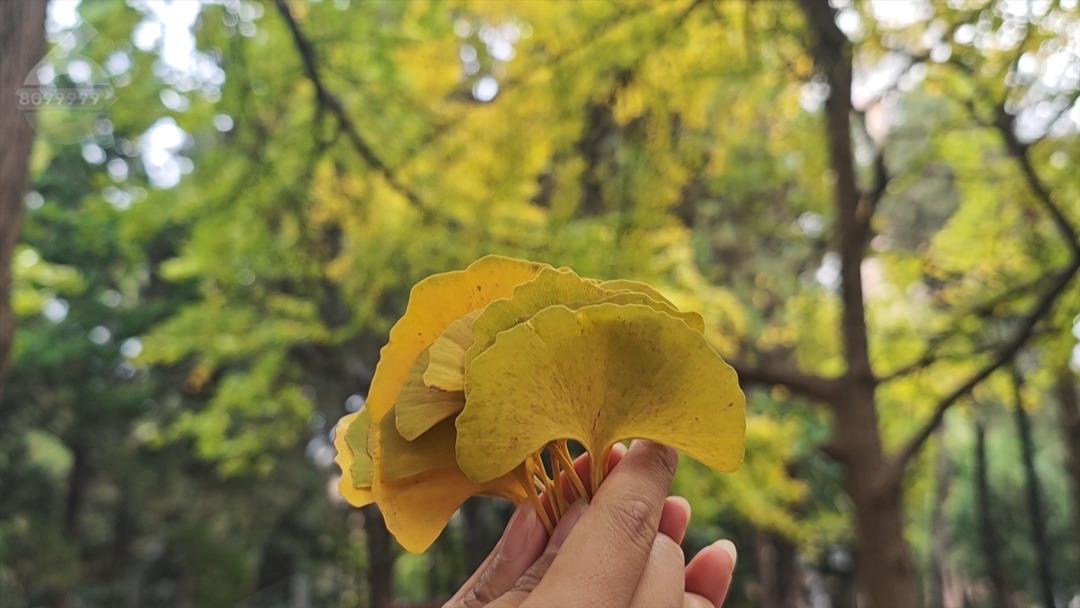 你买过没?“季节限定”银杏叶成商品,昆明售价…… 你买过没?“季节限定”银杏叶成商品,昆明售价……