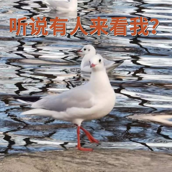 红嘴鸥能吃宣威火腿、狗粮吗？这个冬天，你会去“鸥”遇吗？