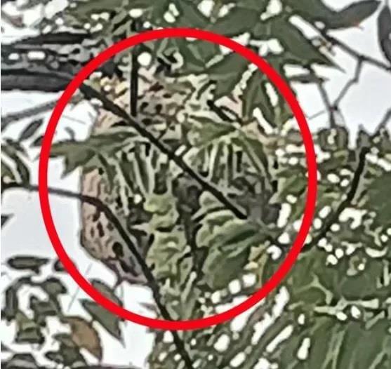 男子被叮咬后死亡 遇到这种蜂类请立即远离