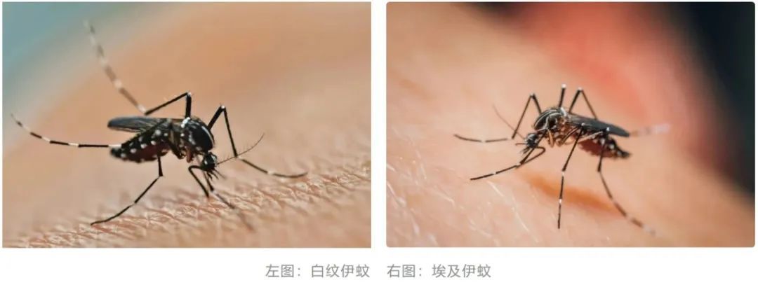 “登革热”来袭！高热、皮疹、全身疼痛，一定要警惕这2种蚊子