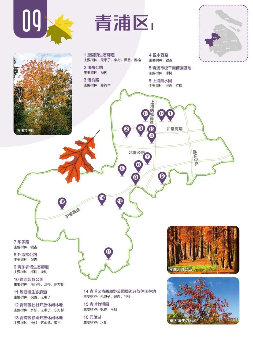 2024版红叶地图上线，一起来解锁上海深秋的美～