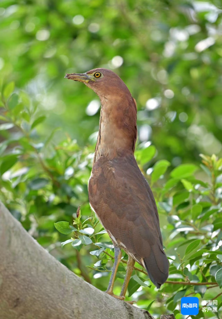 海南首次记录!这个“国家二级保护动物”现身海南侨中校园 海南首次记录!这个“国家二级保护动物”现身海南侨中校园
