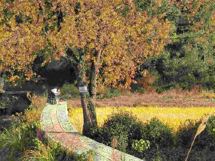 低空旅游、数字游民……看黄山旅游如何“跨界” 低空旅游、数字游民……看黄山旅游如何“跨界”