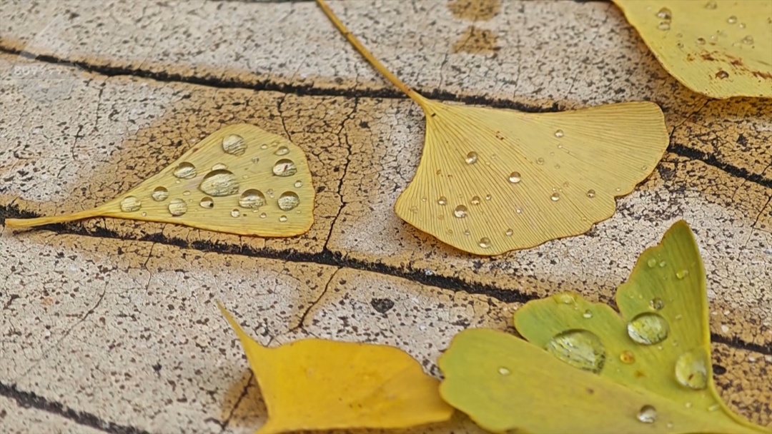 你买过没?“季节限定”银杏叶成商品,昆明售价…… 你买过没?“季节限定”银杏叶成商品,昆明售价……