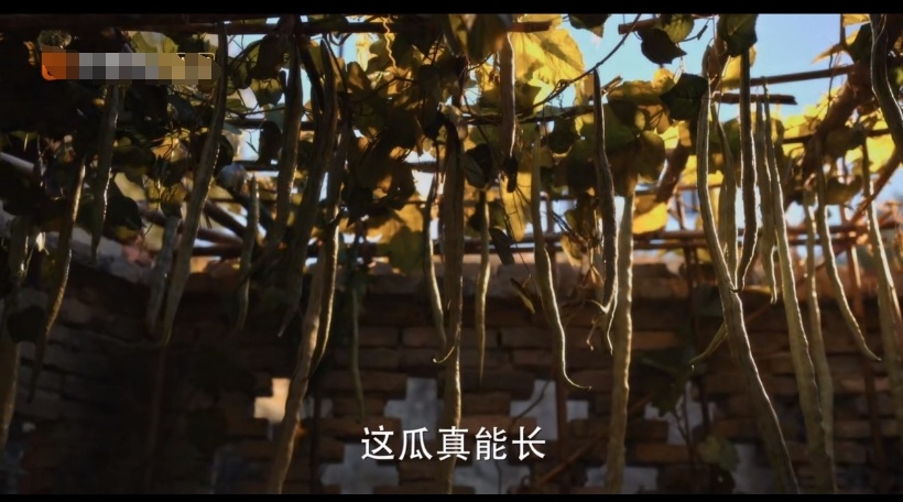 火上热搜!钾含量是香蕉近 3 倍,这种瓜促排便,热量超低,真的建议你试试! 火上热搜!钾含量是香蕉近 3 倍,这种瓜促排便,热量超低,真的建议你试试!