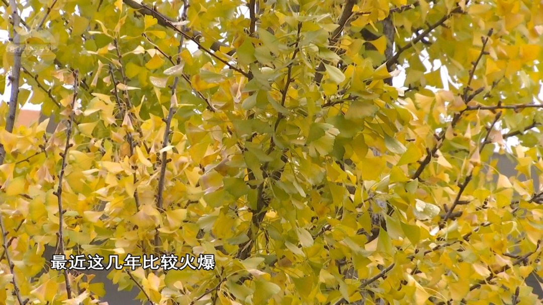 你买过没?“季节限定”银杏叶成商品,昆明售价…… 你买过没?“季节限定”银杏叶成商品,昆明售价……