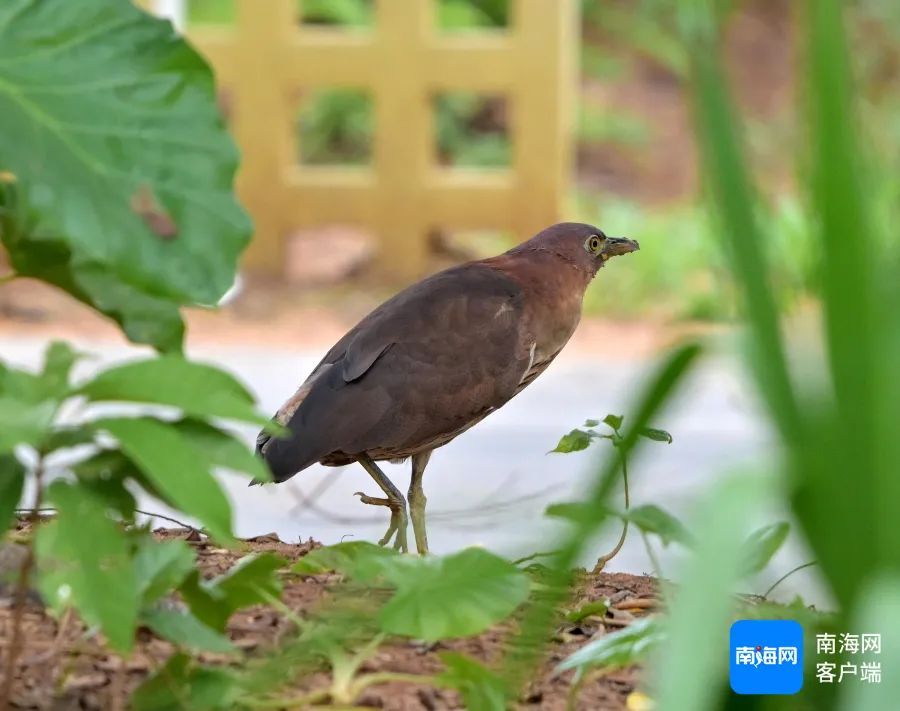 海南首次记录!这个“国家二级保护动物”现身海南侨中校园 海南首次记录!这个“国家二级保护动物”现身海南侨中校园