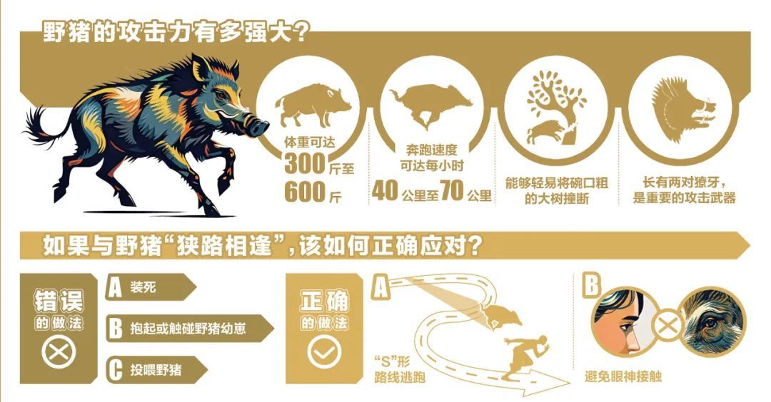 频上热搜的野猪,辽宁哪里有分布?遇到咋应对? 频上热搜的野猪,辽宁哪里有分布?遇到咋应对?