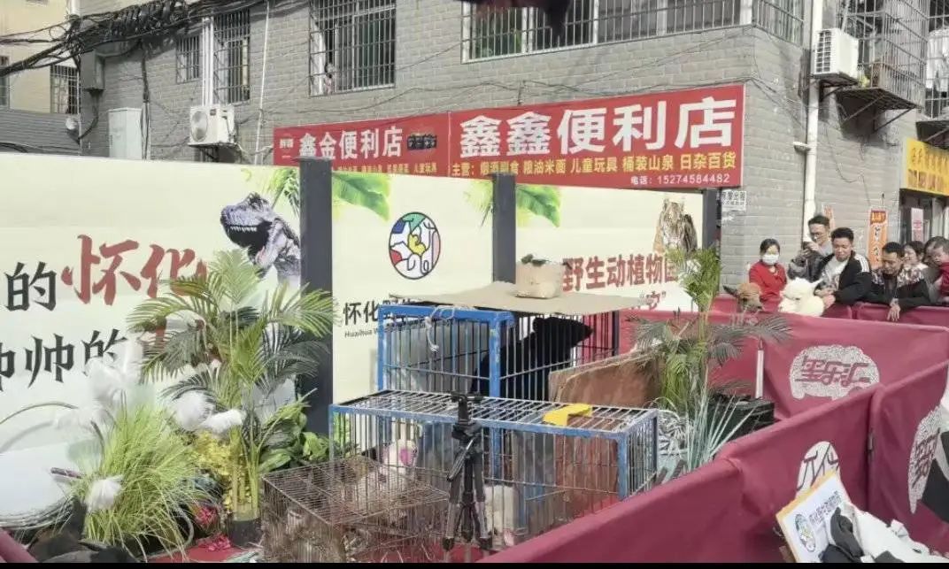 晓华理发店爆火！当地拉来黑熊展示，官方回应：未报备已叫停