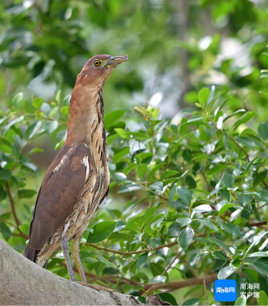 海南首次记录!这个“国家二级保护动物”现身海南侨中校园 海南首次记录!这个“国家二级保护动物”现身海南侨中校园