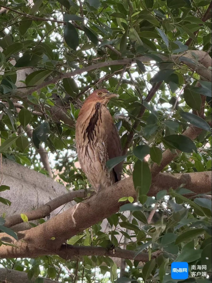 海南首次记录!这个“国家二级保护动物”现身海南侨中校园 海南首次记录!这个“国家二级保护动物”现身海南侨中校园