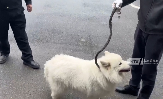 小狗走失后自己“报警”，半天就回家！全靠这个