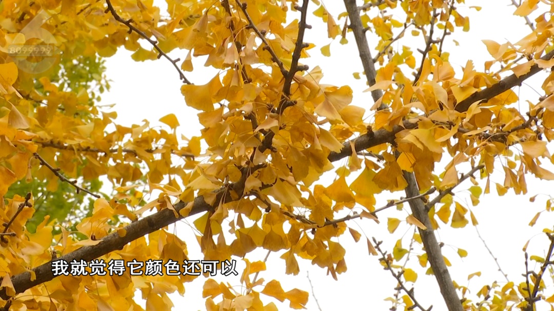 你买过没?“季节限定”银杏叶成商品,昆明售价…… 你买过没?“季节限定”银杏叶成商品,昆明售价……