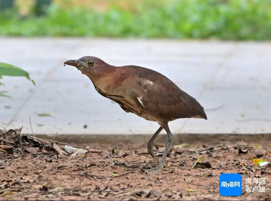 海南首次记录!这个“国家二级保护动物”现身海南侨中校园 海南首次记录!这个“国家二级保护动物”现身海南侨中校园