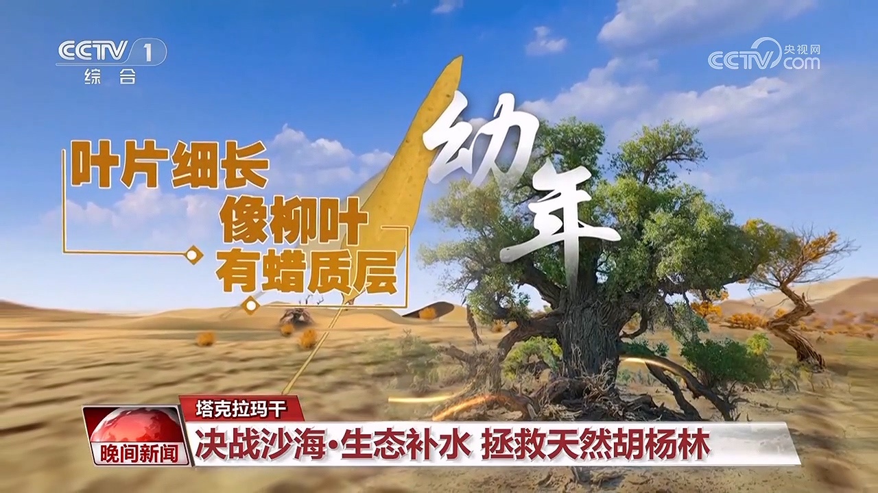 决战沙海｜护河守林润绿洲