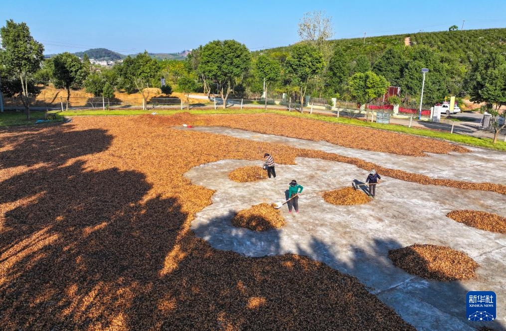 湖南常宁：茶油飘香