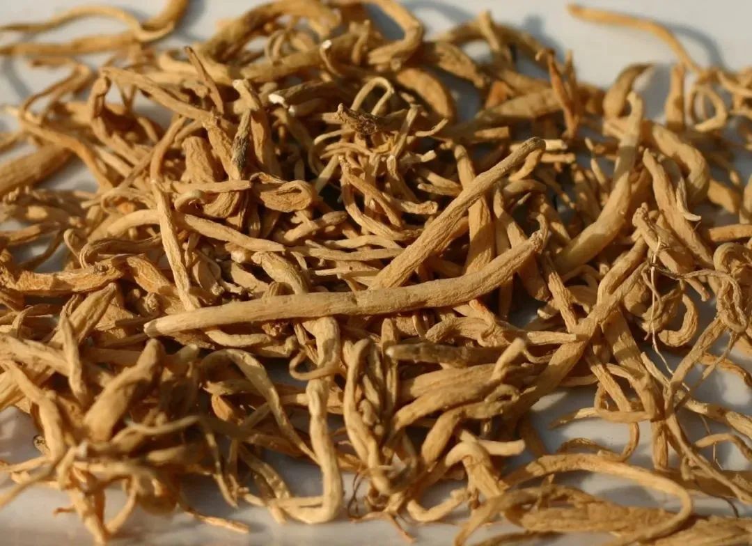 秋冬季孩子健脾润肺,这个新物种家族实乃上乘! 秋冬季孩子健脾润肺,这个新物种家族实乃上乘!