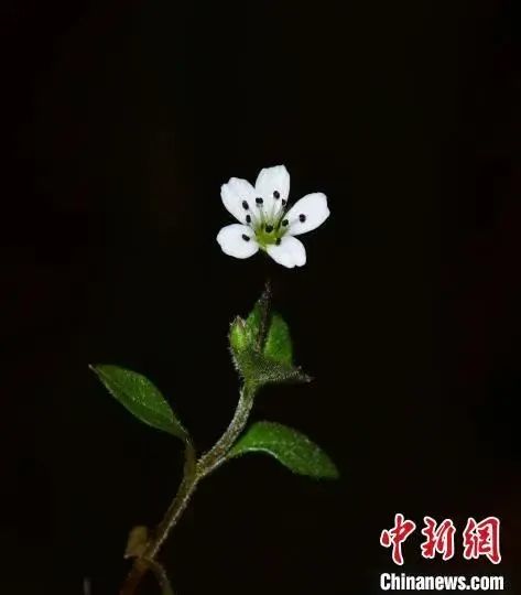 秋冬季孩子健脾润肺,这个新物种家族实乃上乘! 秋冬季孩子健脾润肺,这个新物种家族实乃上乘!