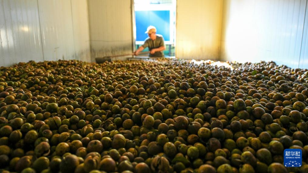 湖南常宁：茶油飘香