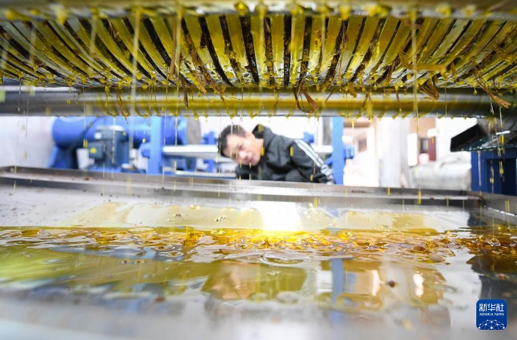 湖南常宁：茶油飘香