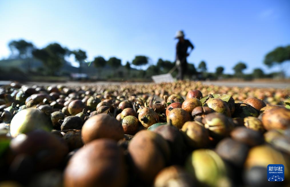 湖南常宁：茶油飘香