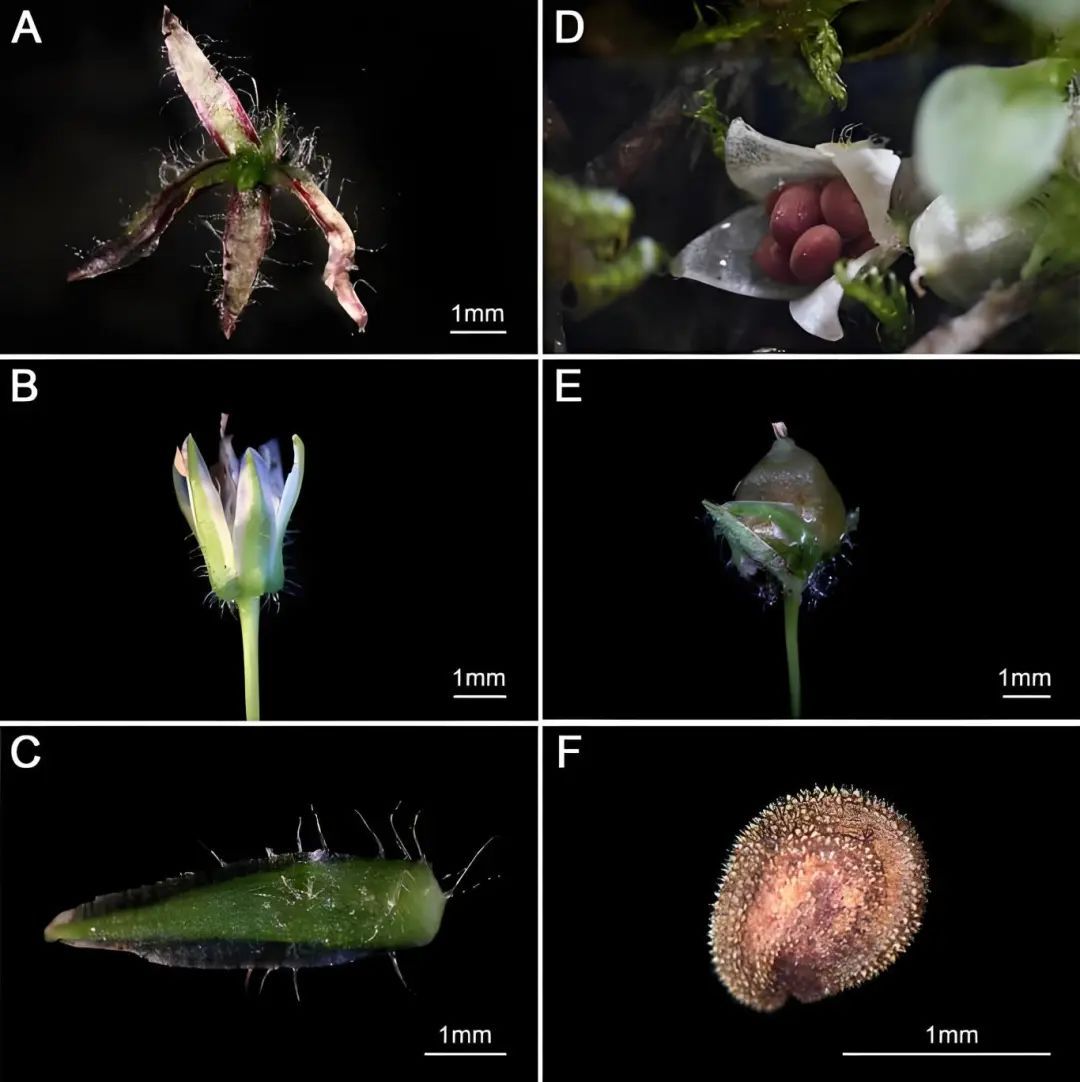 秋冬季孩子健脾润肺,这个新物种家族实乃上乘! 秋冬季孩子健脾润肺,这个新物种家族实乃上乘!