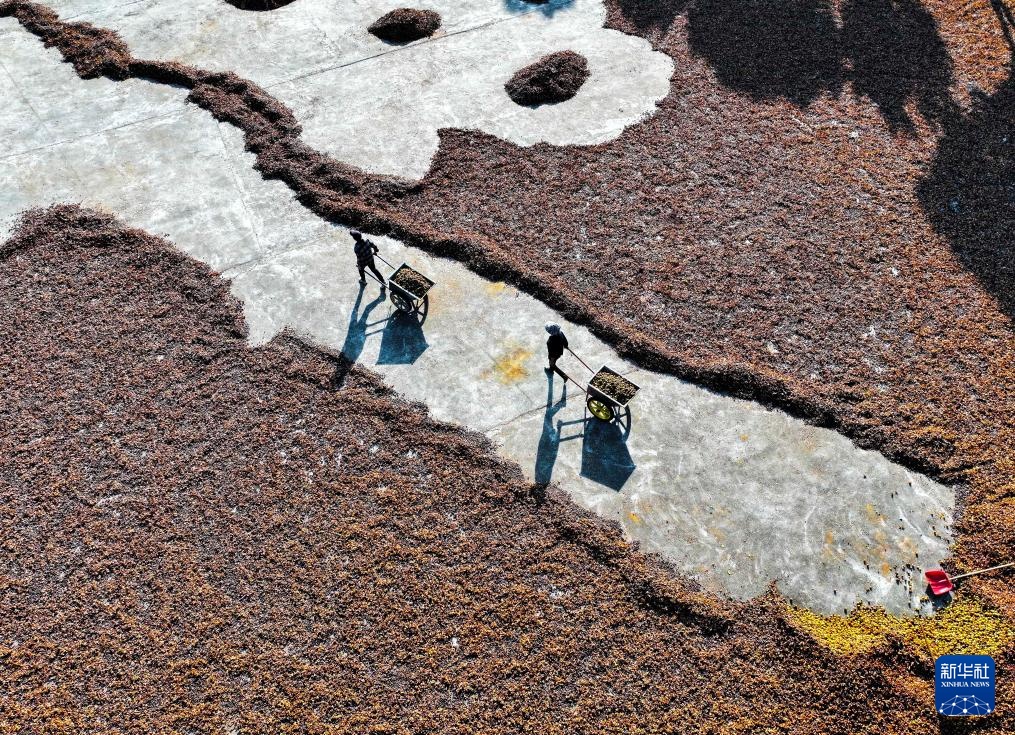 湖南常宁：茶油飘香