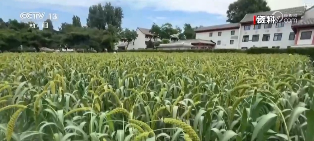 文化中国行 | 抓一把祈愿丰收的耤田土 看古代粮仓里的智慧 文化中国行 | 抓一把祈愿丰收的耤田土 看古代粮仓里的智慧