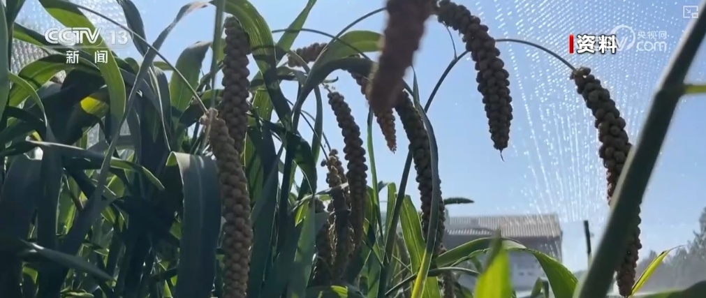 文化中国行 | 抓一把祈愿丰收的耤田土 看古代粮仓里的智慧 文化中国行 | 抓一把祈愿丰收的耤田土 看古代粮仓里的智慧